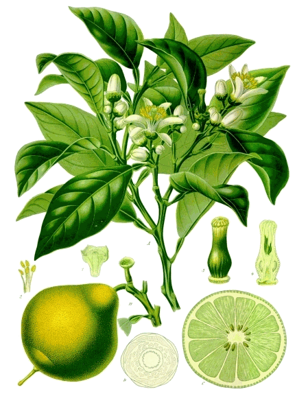 Botanical plate of bergamot, Citrus bergamia, 1887