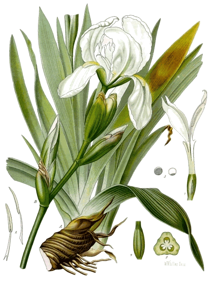 Botanical plate of orris, Iris florentina, 1887
