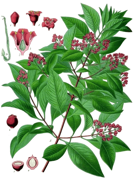 Botanical plate of sandalwood, Santalum album, 1887